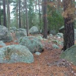 En snöfri del  :) söderläge i skogen