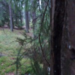 En bild från gårdagens walk rakt in i skogen där det inte var is