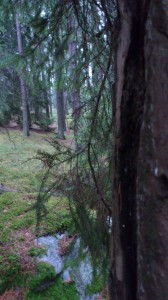 En bild från gårdagens walk rakt in i skogen där det inte var is