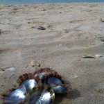 Det blev även en dag på stranden