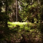 I skogen där jag springer ca 5ggr/vecka