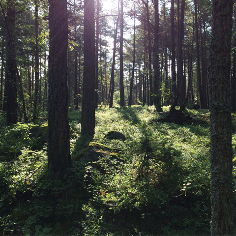 skogen