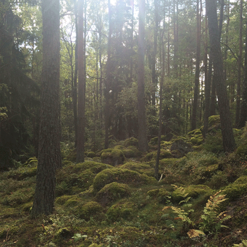 skogbild