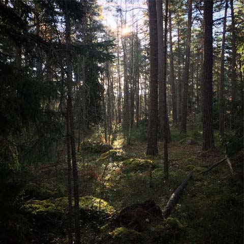 HjärtaSkogen